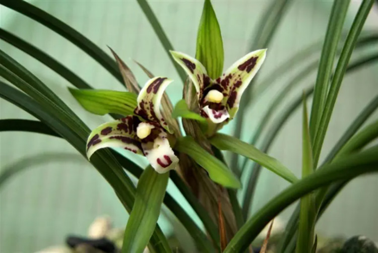 兰花大棚加湿器 兰花栽培种植大棚喷雾增湿器湿度解决方案(图1)